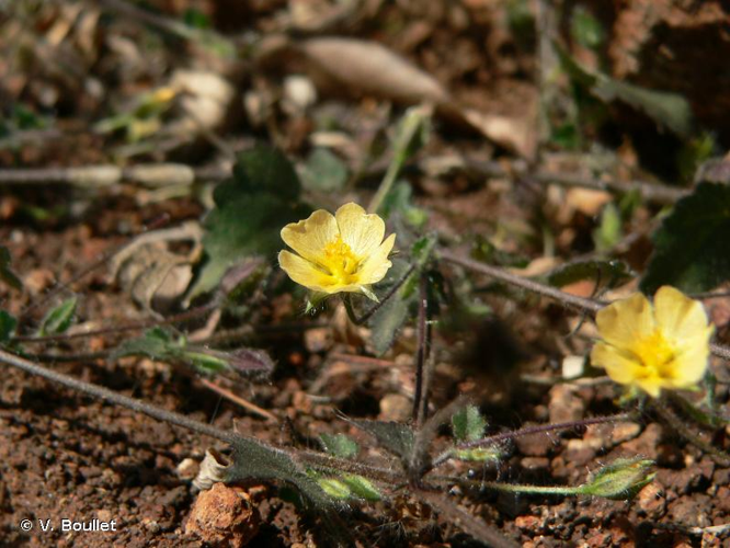 <i>Sida cordata</i> (Burm.f.) Borss.Waalk. &copy; V. Boullet