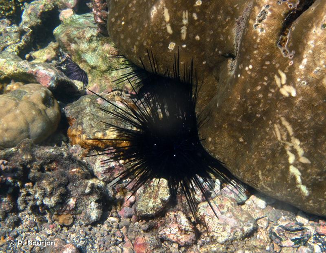 <i>Diadema setosum</i> (Leske, 1778) &copy; P. Bourjon