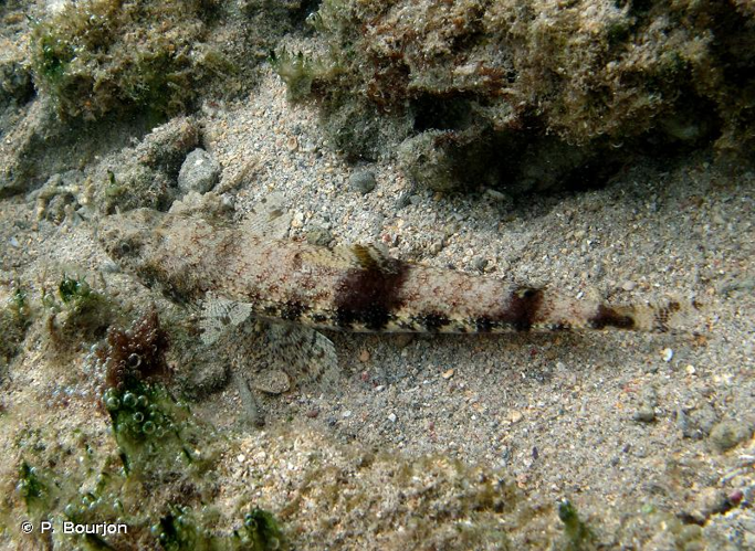 <i>Saurida gracilis</i> (Quoy & Gaimard, 1824) &copy; P. Bourjon