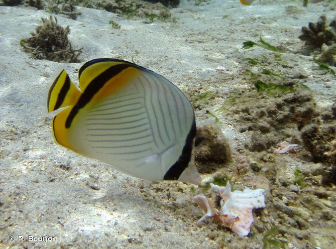 <i>Chaetodon vagabundus</i> Linnaeus, 1758 &copy; P. Bourjon