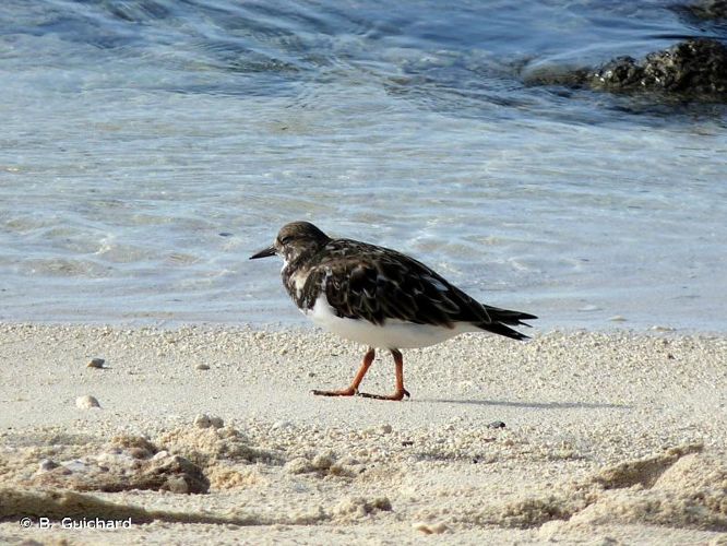 <i>Arenaria interpres</i> (Linnaeus, 1758) &copy; B. Guichard