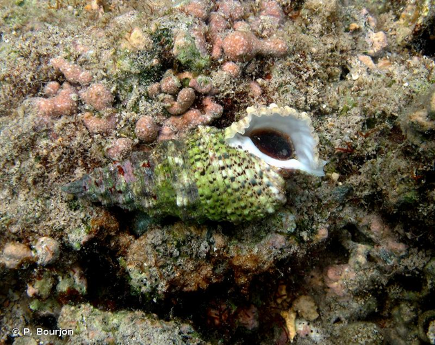 <i>Cerithium echinatum</i> Lamarck, 1822 &copy; P. Bourjon