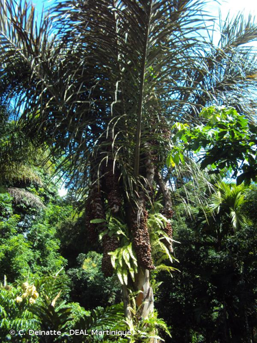 <i>Raphia farinifera</i> (Gaertn.) Hyl., 1952 &copy; C. Delnatte - DEAL Martinique