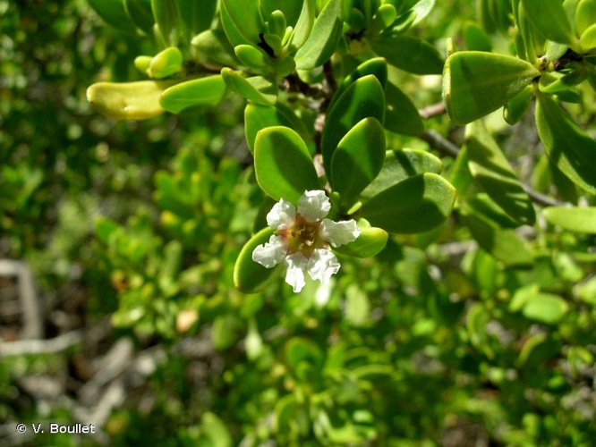 <i>Pemphis acidula</i> J.R.Forst. & G.Forst., 1775 &copy; V. Boullet