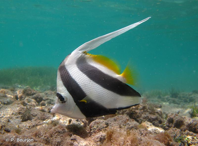 <i>Heniochus acuminatus</i> (Linnaeus, 1758) &copy; P. Bourjon