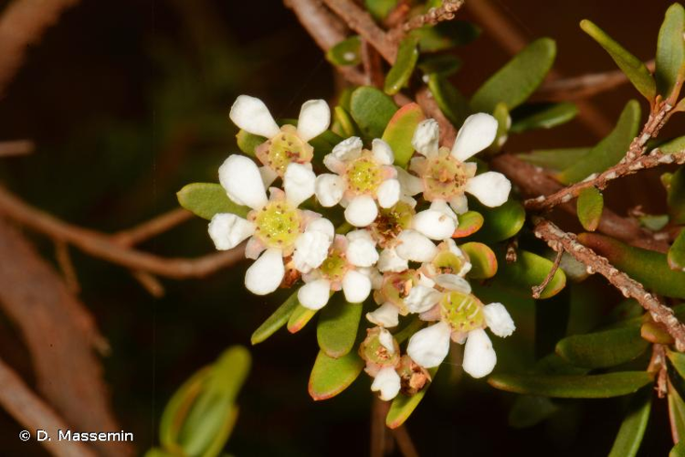 <i>Sannantha virgata</i> (J.R.Forst. & G.Forst.) Peter G.Wilson, 2007 &copy; D. Massemin