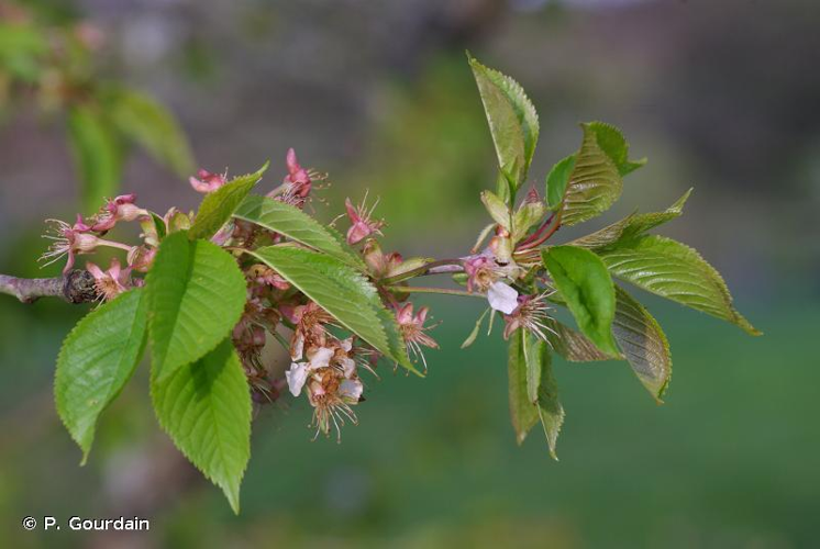 <i>Prunus avium</i> (L.) L., 1755 &copy; P. Gourdain