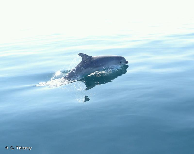 <i>Tursiops truncatus</i> (Montagu, 1821) &copy; C. Thierry