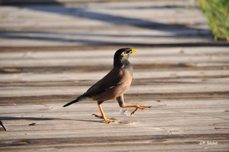 <i>Acridotheres tristis</i> (Linnaeus, 1766) &copy; J.P. Siblet