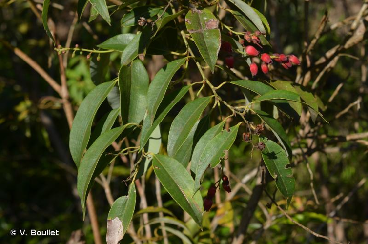 <i>Agarista salicifolia</i> (Comm. ex Lam.) G.Don, 1834 &copy; V. Boullet