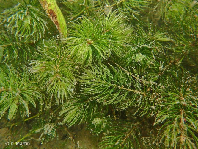 <i>Ceratophyllum demersum</i> L., 1753 &copy; null