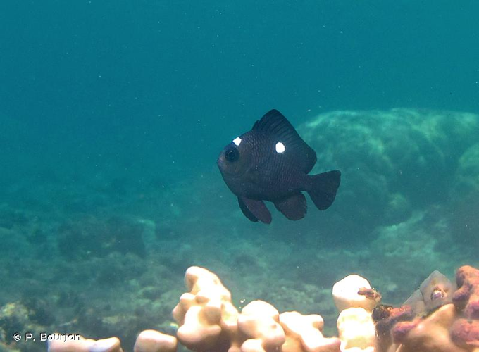 <i>Dascyllus trimaculatus</i> (Rüppell, 1829) &copy; P. Bourjon