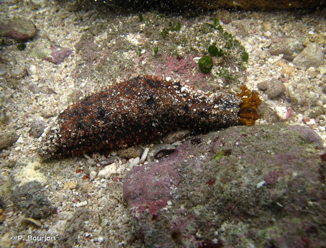 <i>Holothuria </i>(<i>Semperothuria</i>)<i> cinerascens</i> (Brandt, 1835) &copy; P. Bourjon
