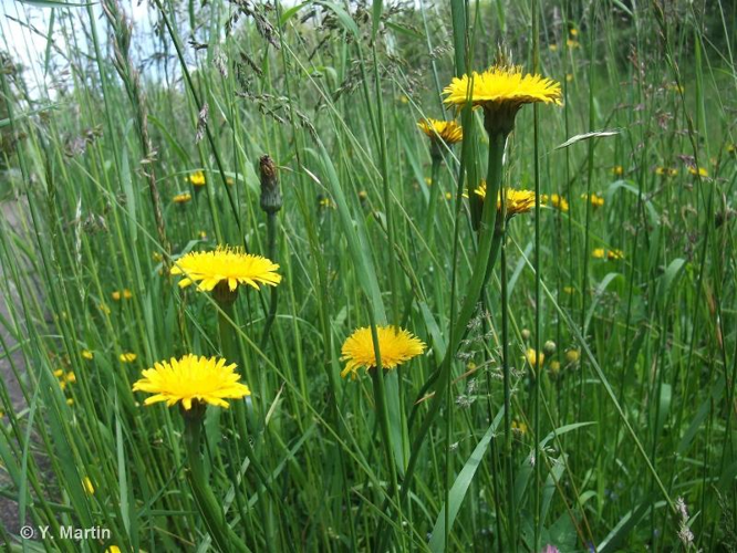 <i>Hypochaeris radicata</i> L., 1753 &copy; null