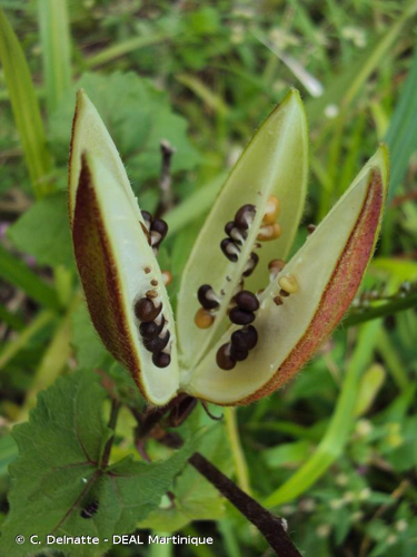 <i>Abelmoschus moschatus</i> Medik., 1787 &copy; C. Delnatte - DEAL Martinique