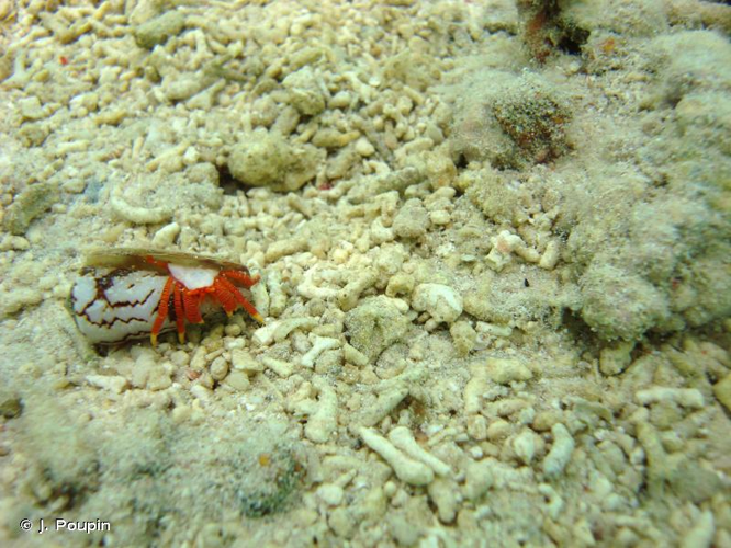<i>Ciliopagurus tricolor</i> Forest, 1995 &copy; J. Poupin