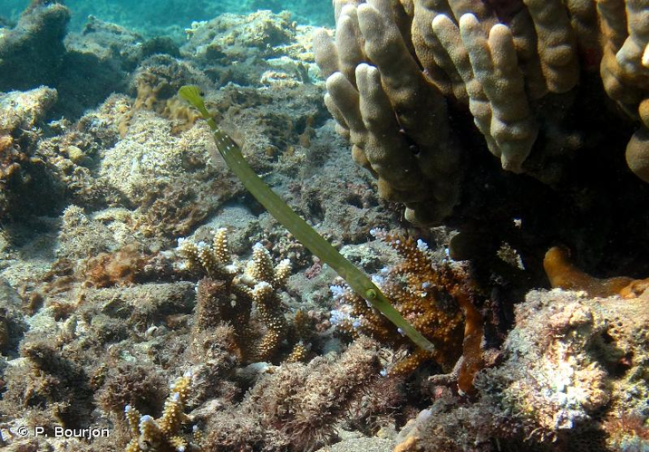 <i>Aulostomus chinensis</i> (Linnaeus, 1766) &copy; P. Bourjon