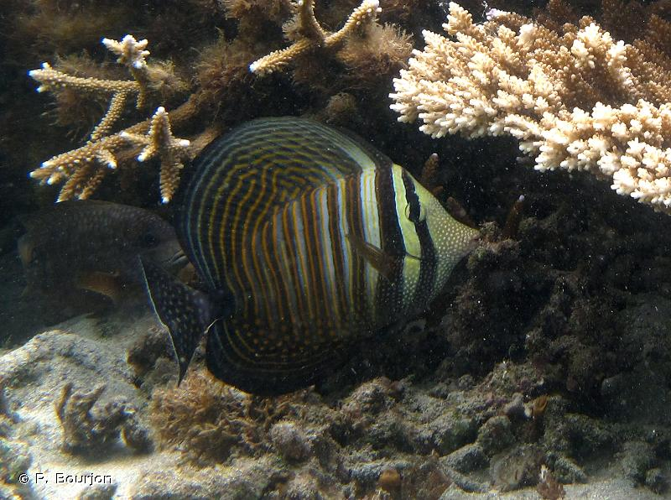 <i>Zebrasoma desjardinii</i> (Bennett, 1836) &copy; P. Bourjon