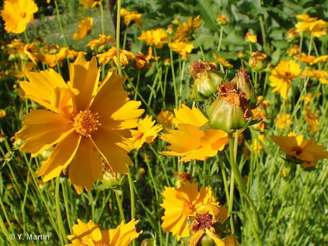 <i>Coreopsis lanceolata</i> L., 1753 &copy; null