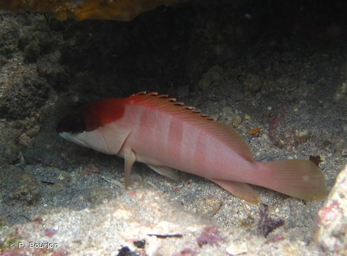 <i>Epinephelus fasciatus</i> (Forsskål, 1775) &copy; P. Bourjon
