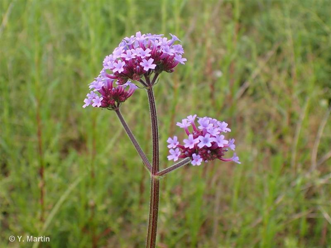 <i>Verbena bonariensis</i> L., 1753 &copy; null