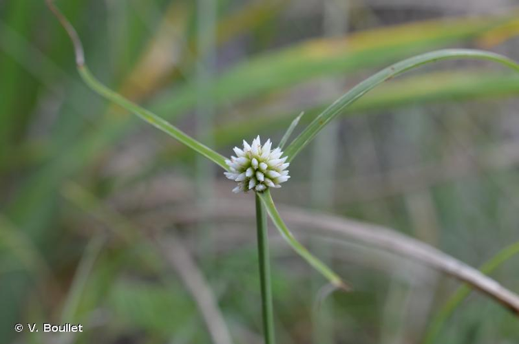 <i>Cyperus dubius</i> Rottb., 1773 &copy; V. Boullet
