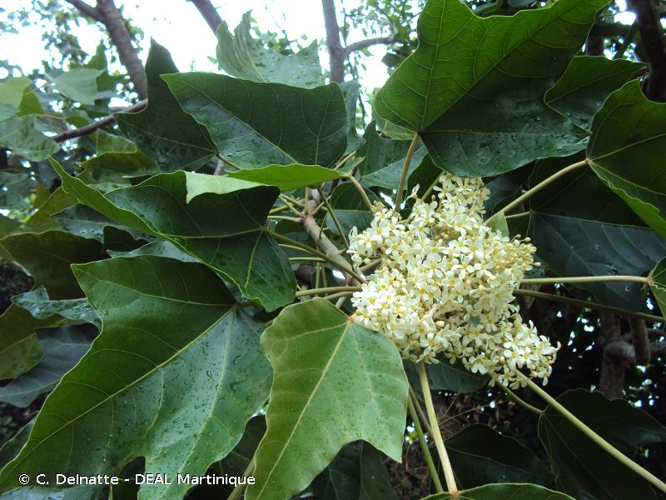<i>Aleurites moluccanus</i> (L.) Willd., 1805 &copy; C. Delnatte - DEAL Martinique