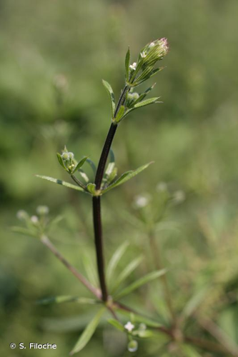 <i>Galium aparine</i> L., 1753 &copy; S. Filoche
