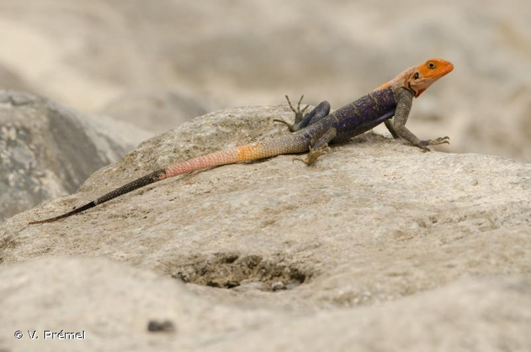 <i>Agama agama</i> (Linnaeus, 1758) &copy; V. Prémel
