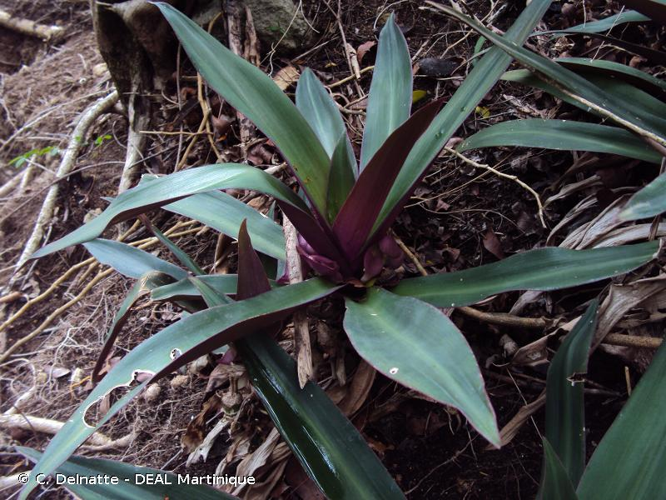 <i>Tradescantia spathacea</i> Sw., 1788 &copy; C. Delnatte - DEAL Martinique