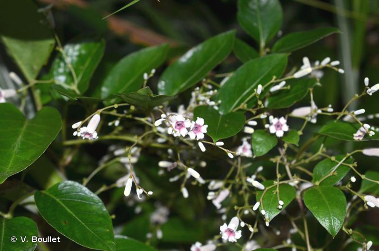 <i>Paederia foetida</i> L., 1767 &copy; V. Boullet