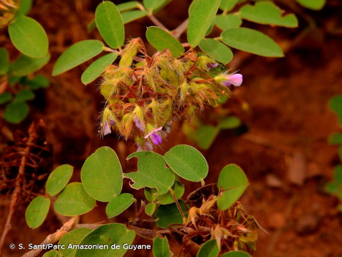 <i>Desmodium barbatum</i> (L.) Benth., 1852 &copy; S. Sant/Parc Amazonien de Guyane