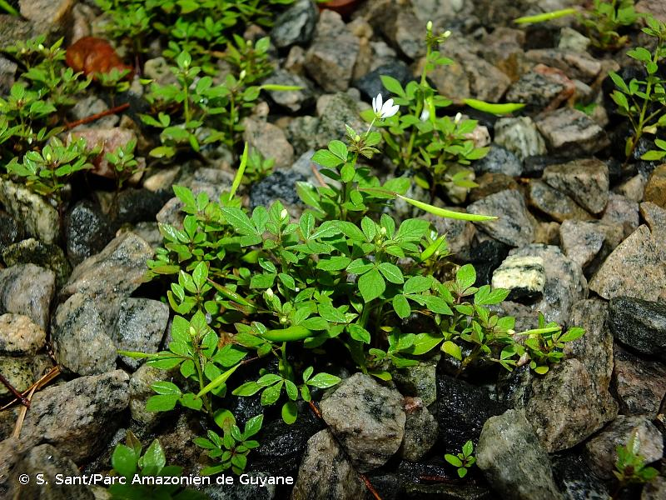 <i>Sieruela rutidosperma</i> (DC.) Roalson & J.C.Hall, 2017 &copy; S. Sant/Parc Amazonien de Guyane