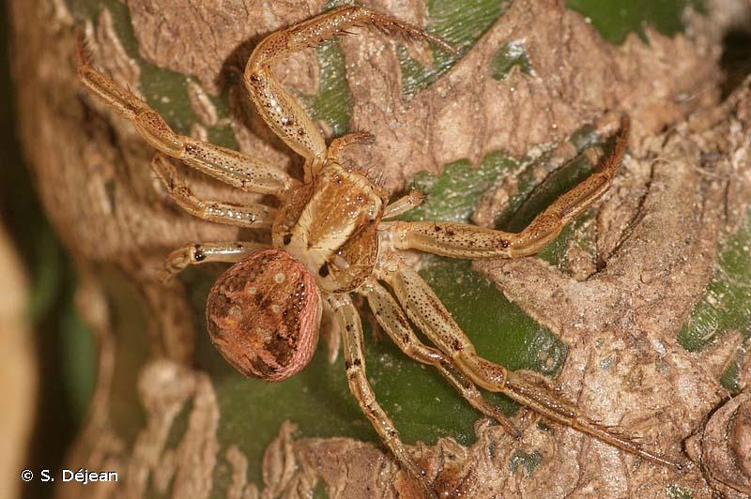 <i>Xysticus cristatus</i> (Clerck, 1758) &copy; S. Déjean