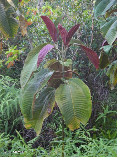 <i>Miconia calvescens</i> DC., 1828 &copy; S. MEYER