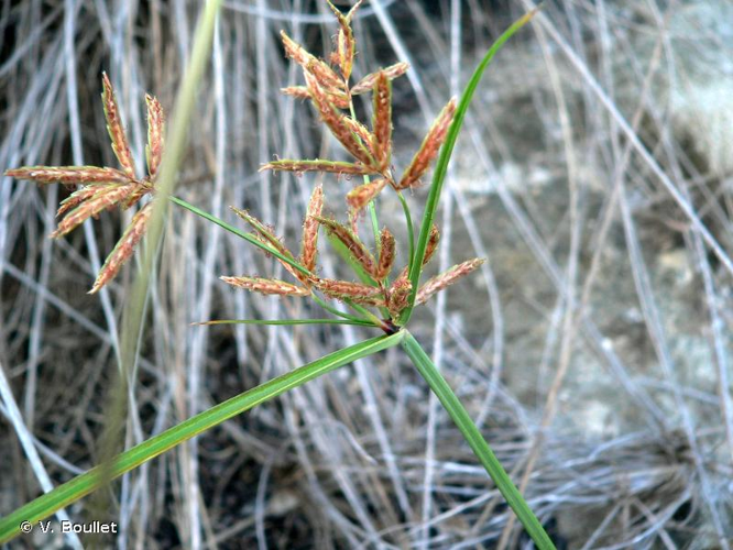 <i>Cyperus rotundus</i> L., 1753 &copy; V. Boullet