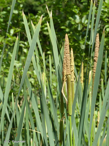 <i>Typha latifolia</i> L., 1753 &copy; C. Fournier