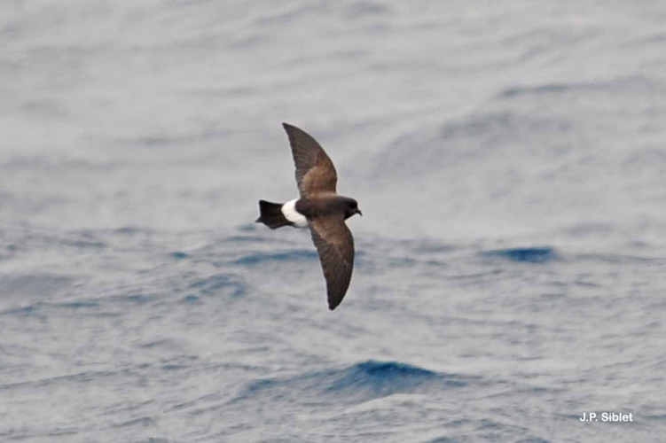<i>Oceanites oceanicus</i> (Kuhl, 1820) &copy; J.P. Siblet