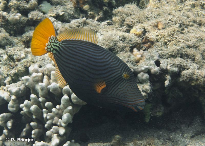<i>Balistapus undulatus</i> (Park, 1797) &copy; P. Bourjon