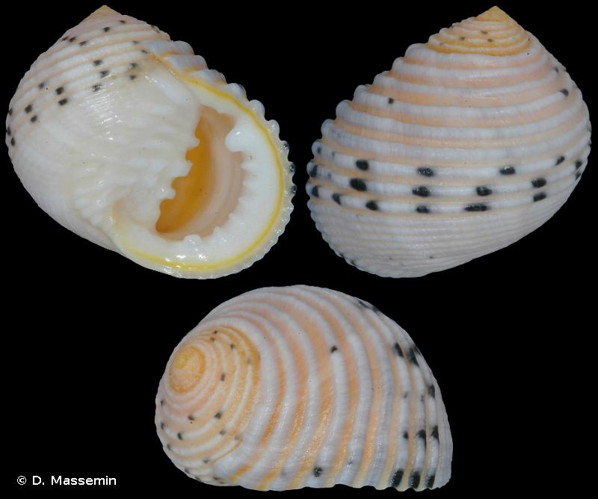 <i>Nerita plicata</i> Linnaeus, 1758 &copy; D. Massemin