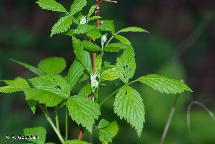 <i>Rubus idaeus</i> L., 1753 &copy; P. Gourdain