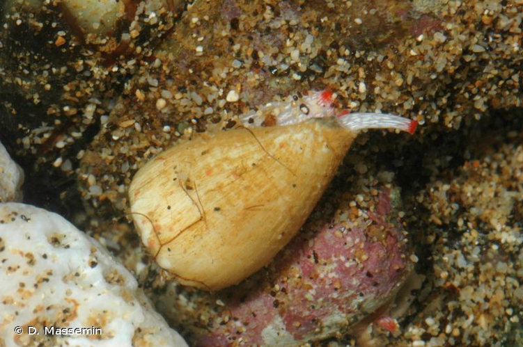 <i>Conus nanus</i> G. B. Sowerby I, 1833 &copy; D. Massemin