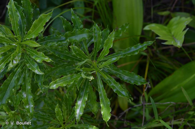 <i>Pittosporum senacia </i>Putt., 1839 subsp.<i> senacia</i> &copy; V. Boullet