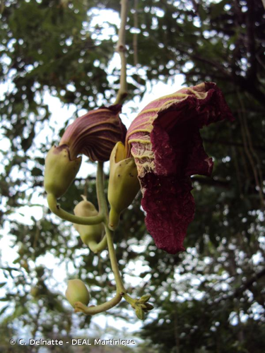 <i>Kigelia africana</i> (Lam.) Benth., 1849 &copy; C. Delnatte - DEAL Martinique