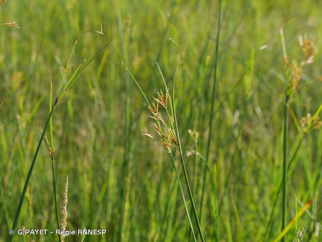 <i>Cyperus corymbosus</i> Rottb., 1772 &copy; G.PAYET - Régie RNNESP
