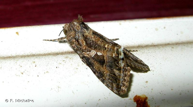 <i>Trichoplusia ni</i> (Hübner, 1803) &copy; F. Michalke