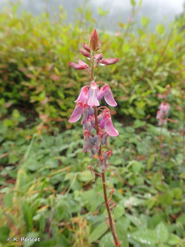 <i>Desmodium intortum</i> (Mill.) Urb., 1920 &copy; R. Poncet