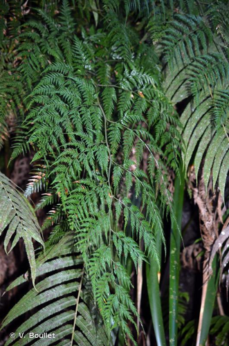 <i>Pteris pallens</i> (Sw.) Mett., 1856 &copy; V. Boullet