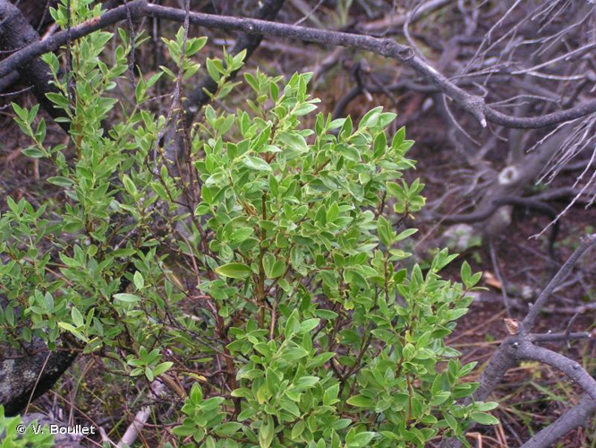 <i>Geniostoma pedunculatum</i> Bojer ex DC., 1845 &copy; V. Boullet