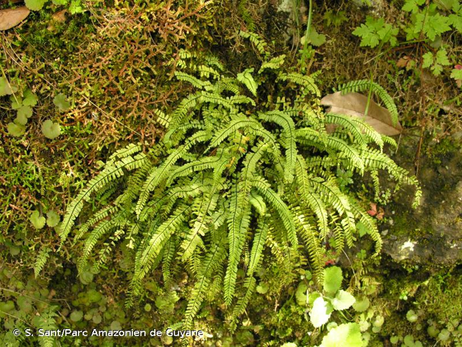 <i>Asplenium monanthes</i> L., 1767 &copy; S. Sant/Parc Amazonien de Guyane